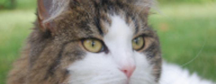 Katt