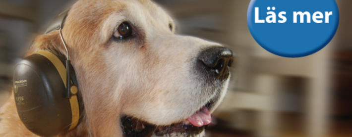 Tv - hund
